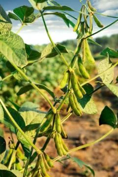 Soybean Stock Photos
