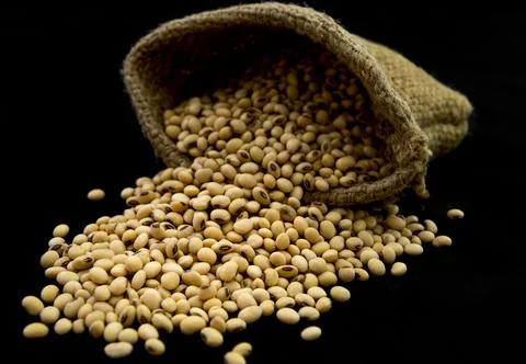 Soybean Stock Photos
