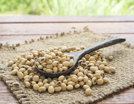 Soybean Stock Photos