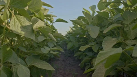 Soybean plant Stock Footage 171556172