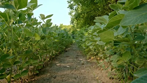 Soybean plant Stock Footage 171557913