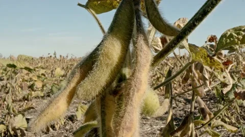 Soybean plant Stock Footage 171558279