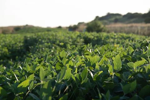 Soybean plants in development at dawn Stock Photos