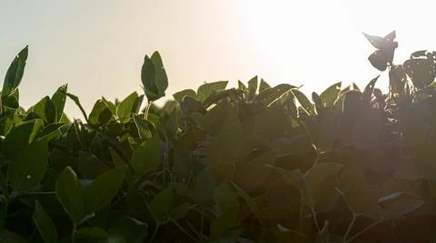 Soybean plants in development at dawn Stock Photos