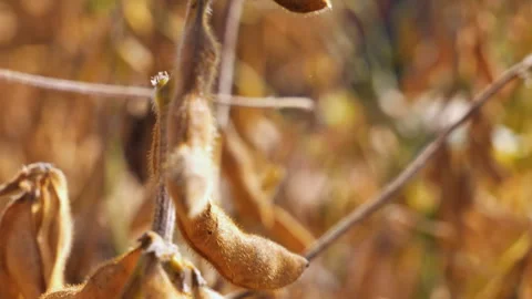 Soybean plants in the field Stock Footage 300538439