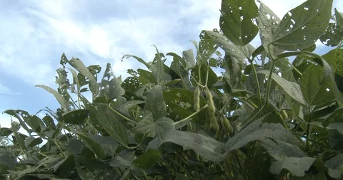 Soybean plants in Field - Looking up to Sky - Clouds Stock Footage 94522662
