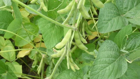Soybean Plants in Field, soybean growing, Soybean pods on the plant Stock Footage 281176219