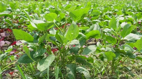 Soybean Plants Stock Footage 333966716