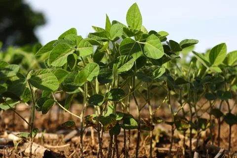 Soybean Plants Stock Photos
