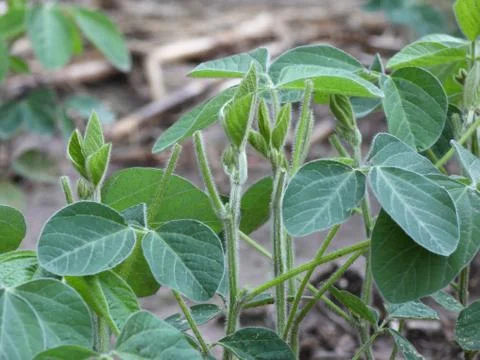 Soybean Plants Stock Photos