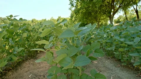 Soybean plants in rows Stock Footage 171558044