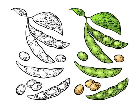 soya bean food set sketch hand drawn vector 25446972 Vector Art at Vecteezy