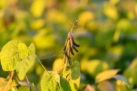 Soybean pod details, Weblike patterns on soybean pods, Intricate web patterns de 스톡 사진