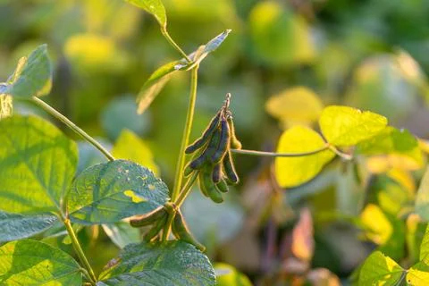 Soybean pod display, Closeup of developing soybean pods in bright morning light, Stock Photos