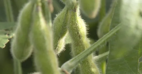 Soybean Pod In Field - Close Up - Depth of Field Stock Footage 94523101