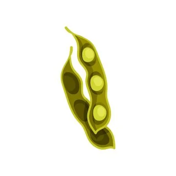 Soybean pod on white background. Vector illustration. Stock Illustration