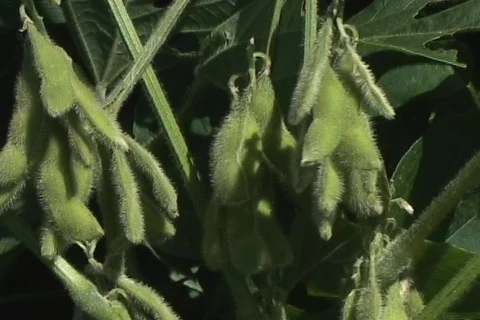 Soybean pods CU Stock Footage 436726