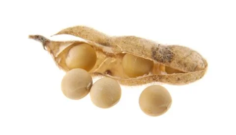 Soybean pods Stock Photos