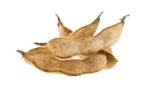 Soybean pods Stock Photos