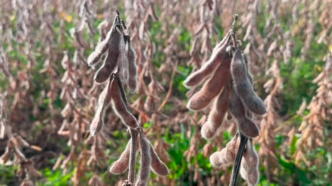 Soybean pods on stem - Ready for harvest - Dry Stock Footage 252151967