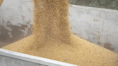 Soybean processing on a large agricultural yard. It falls in big container in Video stock 146267437