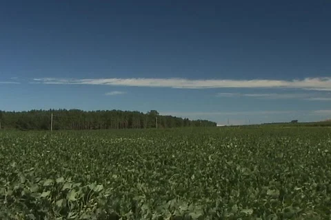 Soybean push to horizon Stock Footage 436733