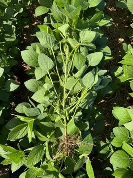 Soybean Root in Campo Verde Stock Photos