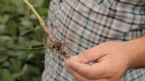 Soybean roots. Soybean roots in the hands of a farmer close-up. Stock Footage 208857973