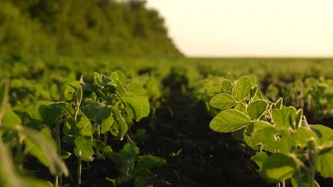 Soybean row sunset, field farm sprouts fresh vegetables grow develop. farm Stock Footage 258732841