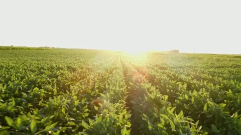 Soybean rows top shot from drone Stock Footage 265424067