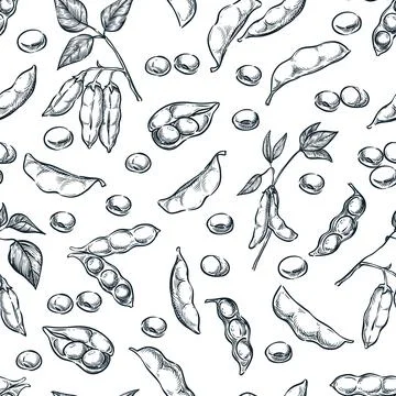 Soybean seamless pattern. Hand drawn sketch vector illustration of soya beens Stock Illustration