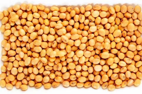 Soybean seed Stock Photos