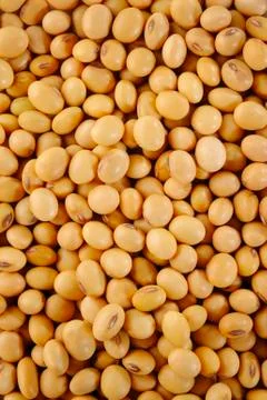 Soybean seed Stock Photos