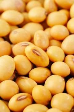 Soybean seed Stock Photos