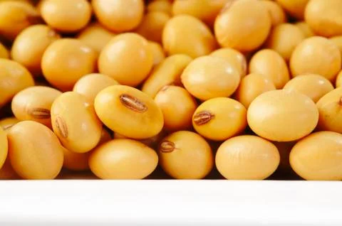 Soybean seed Stock Photos