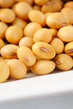 Soybean seed Foto stock
