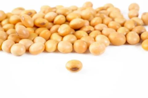 Soybean seed Stock Photos