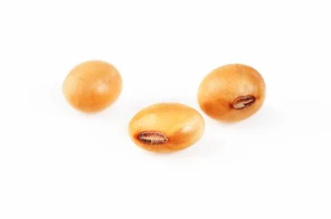 Soybean seed Stock Photos