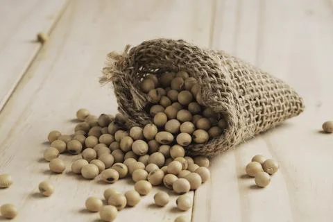 Soybean seed in sack on table with copy space. Stock Photos