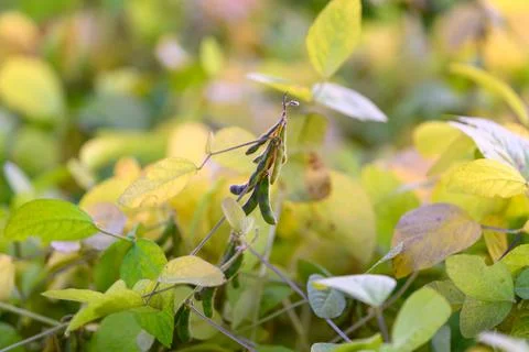 Soybean seedpods in crisp macro study fine hairs and pod texture selective focus Stock Photos
