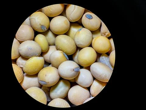 Soybean Seeds Close-Up Under Microscope – High Detail Macro View Stock Photos