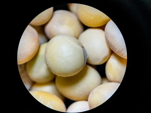 Soybean Seeds Close-Up Under Microscope – High Detail Macro View Stock Photos