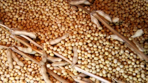 Soybean seeds Stock Footage 5298886