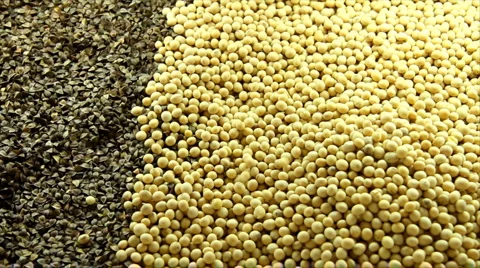 Soybean seeds Stock Footage 5298980