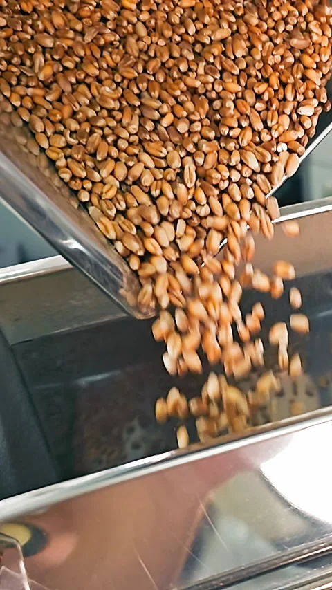 Soybean Sorting in Industrial Selection Process, Close-up of soybeans being Видео 340997649