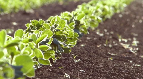 Soybean in spring. Stock Footage 50761595