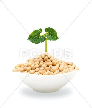 Soybean sprout isolated Stock Photos