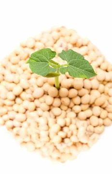Soybean sprout isolated Stock Photos