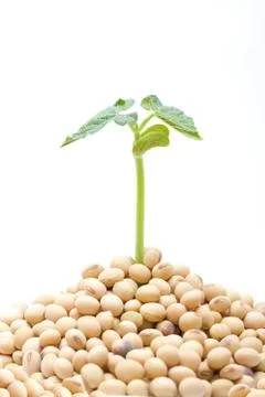 Soybean sprout isolated Foto stock