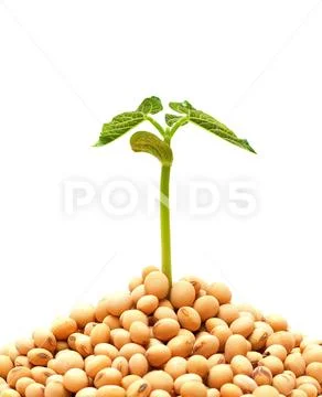 Soybean sprout isolated on white background Stock Photos